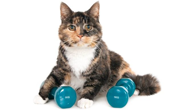 cat keeping fit with weights