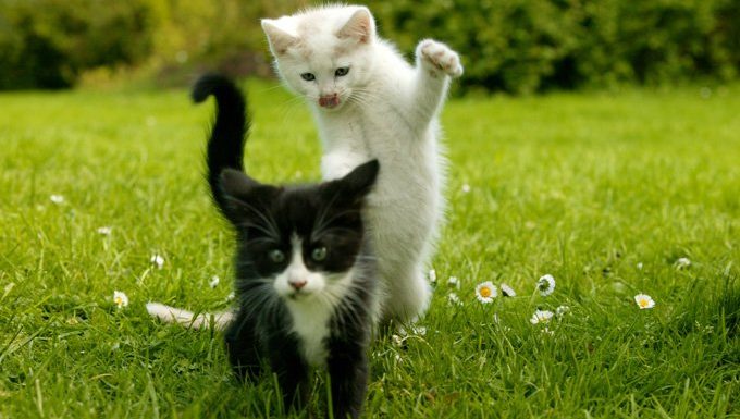 kittens playing in grass