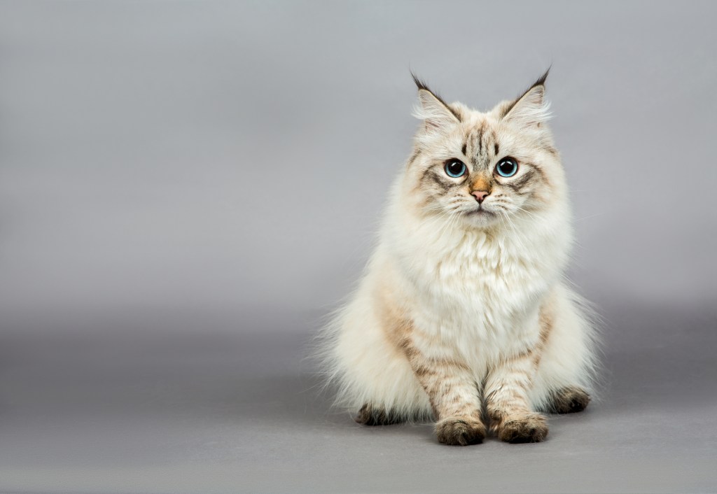 Fluffy cream and grey Siberian kitten sitting on grey backdrop