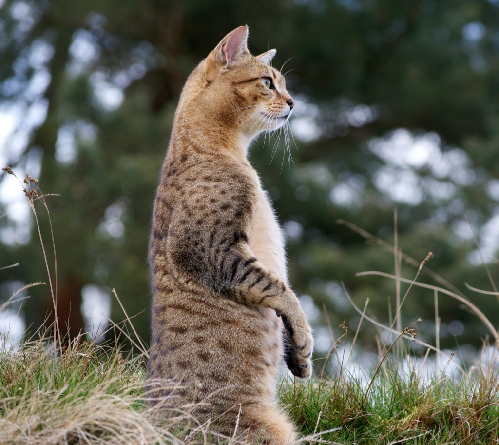 Egyptian Mau perched on hind legs