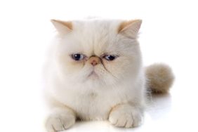 A cream-colored Exotic shorthair against a white background.