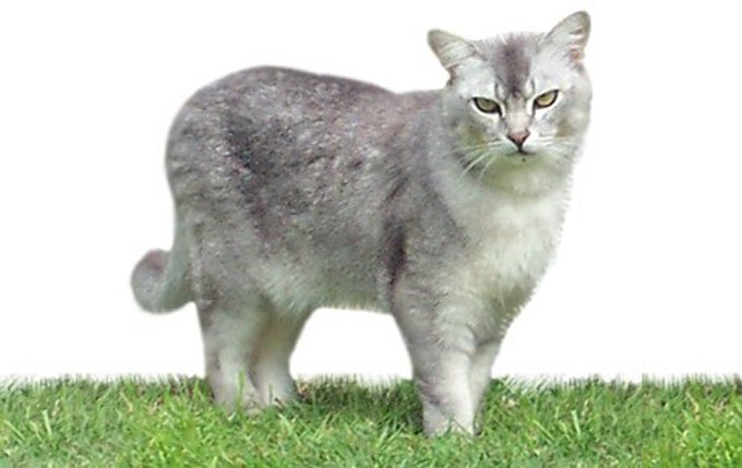 burmilla-cat-breed