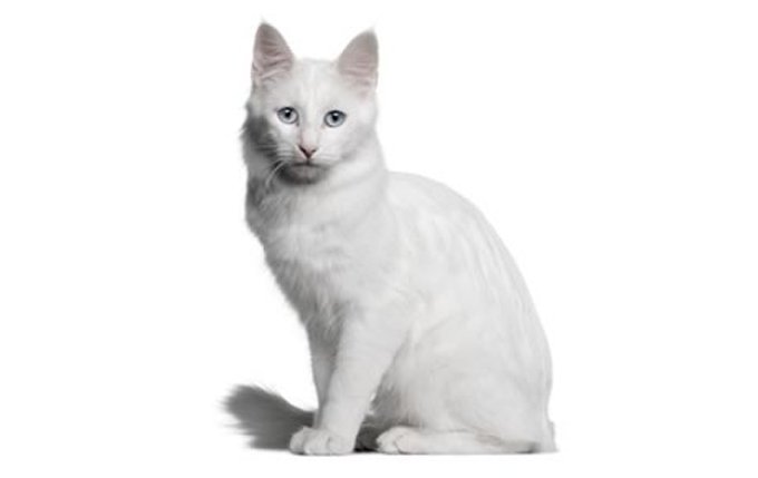 turkish-angora-cat-breed