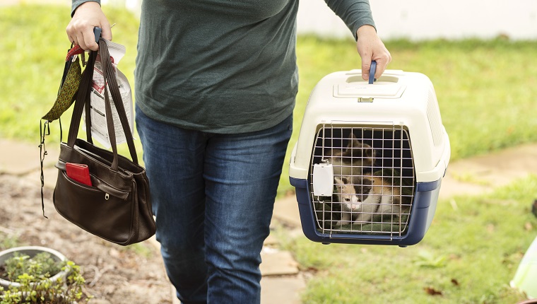 Close-up of a woman carrying home two adorable adopted kittens in a pet carrier