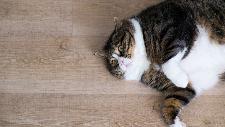 Overhead look of a fat tabby cat with white furs lying at the wood ground.