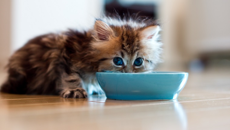 Young Persian kitten with blue eyes eating from blue bowl on floor.