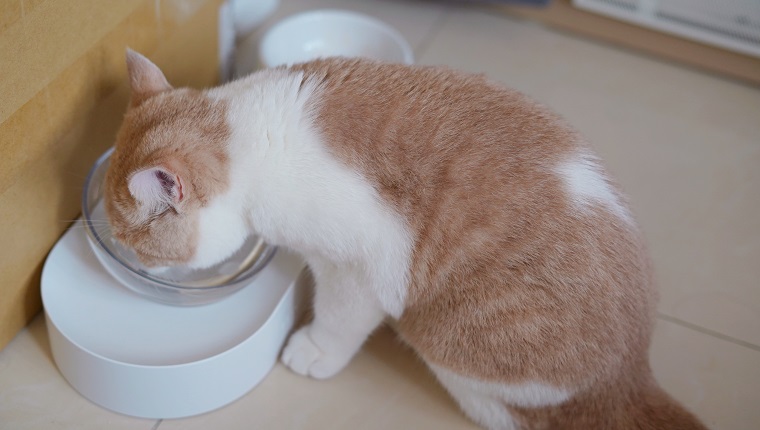 Orange and white cat eating and drinking water