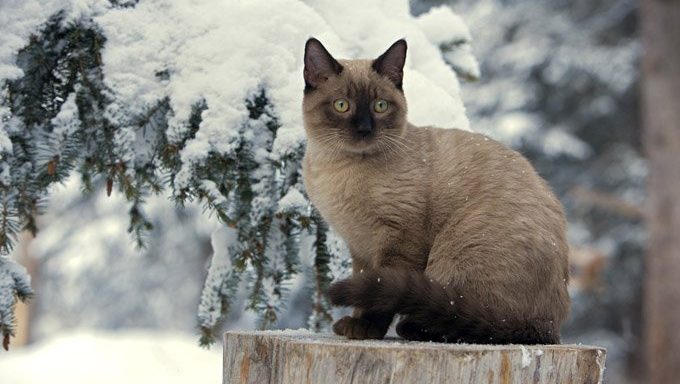 cat on log in snowy winter forest