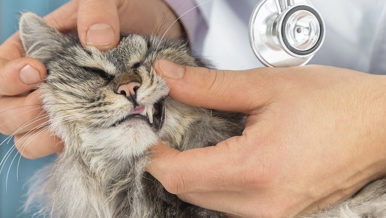 A vet checks a cat's teeth.