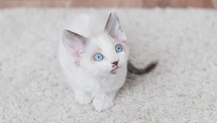 cute little blue-eyed devon rex albino kitten is sitting on a carpet