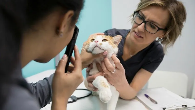 Veterinarians examining cat's eyes in clinic examination room