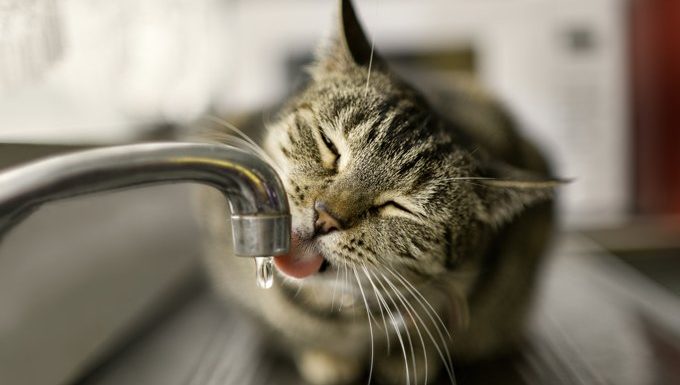 cat drinking water from faucet