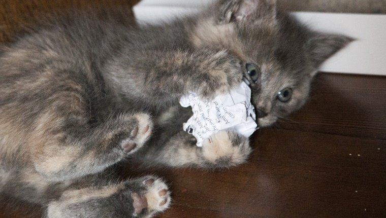 Kitten playing with ball of paper