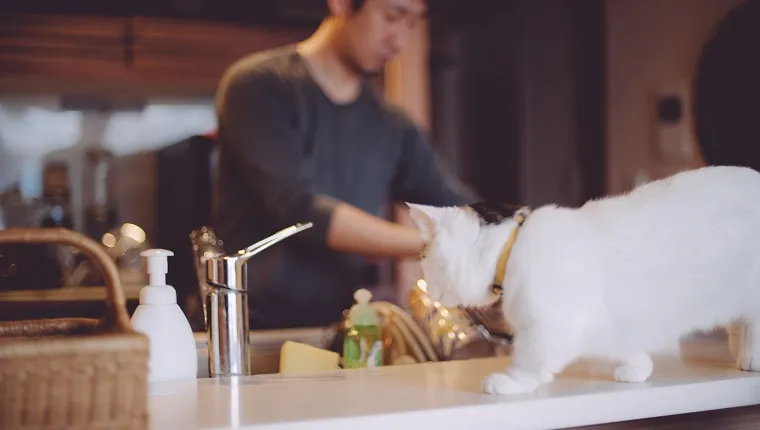 Munchkin cat walking on kitchen counter while man does dishes in the background