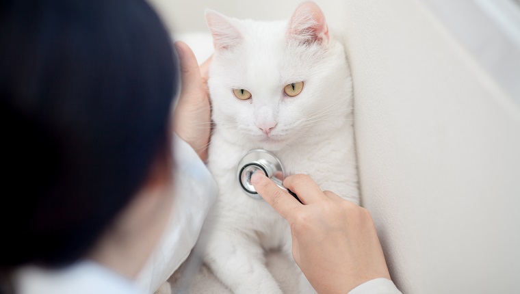 Veterinarian Doctor Asian woman examining Fat Cat White with stethoscope on the table in veterinary clinic. Pet health care and medical concept.