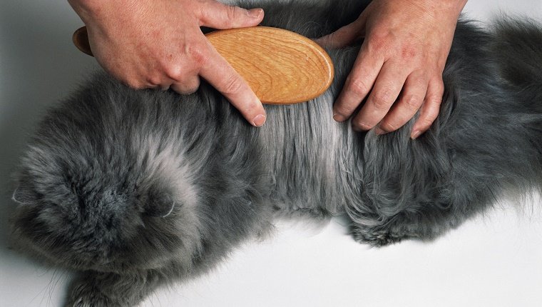 A longhaired grey cat having its coat brushed