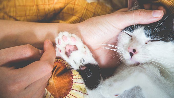 human petting cats face and paws