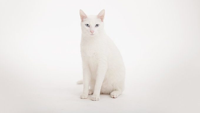 white cat on white background