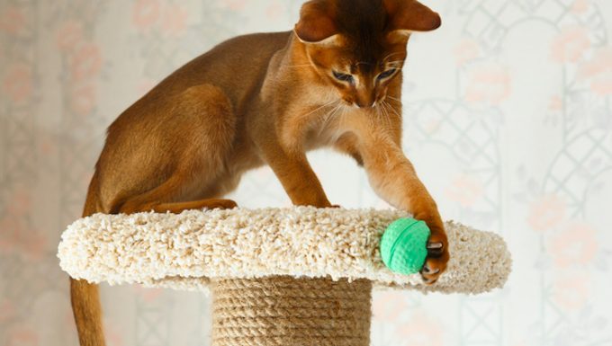 cat with ball on cat tree