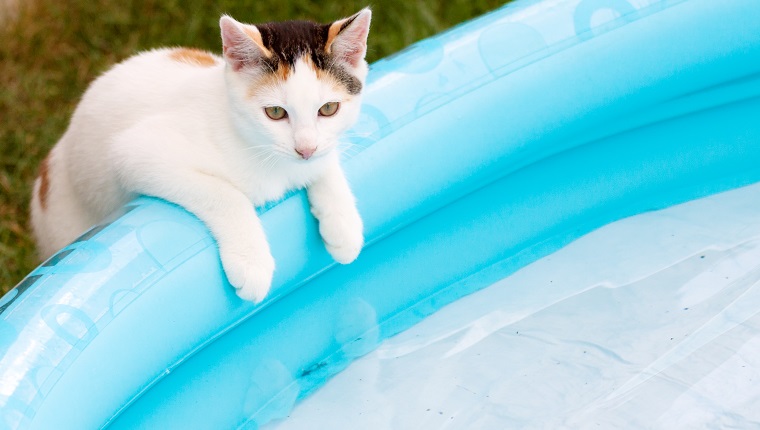 kitten balance at swim basin