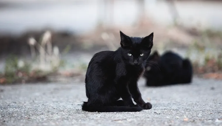 Photograph of a stray black cat puppy