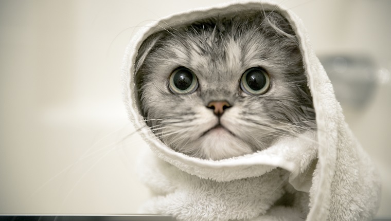 A Persian cat getting a bath