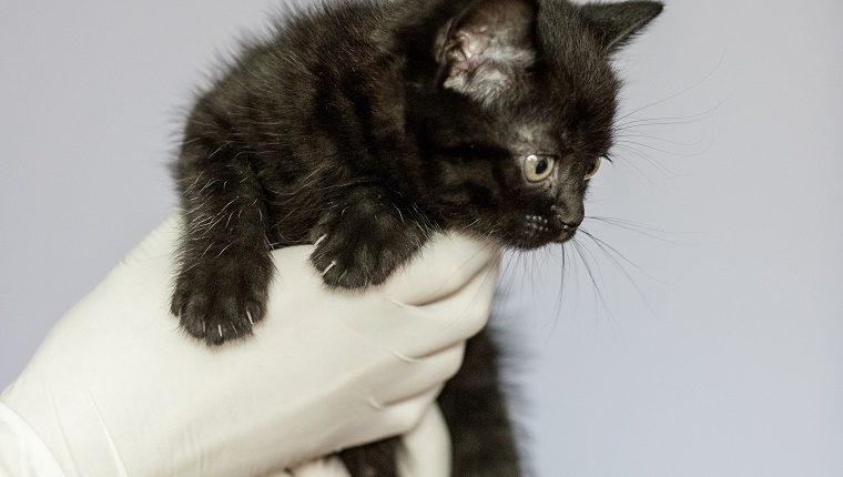 Little cat in the hands of a veterinarian. Concept pets, treatment, veterinary clinic.