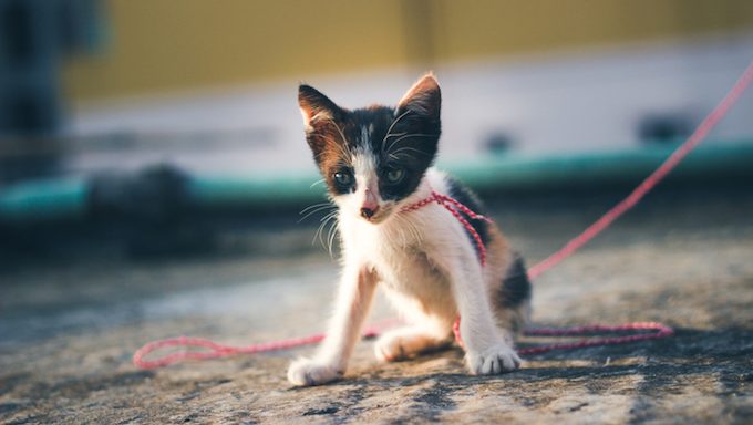 kitten on small leash