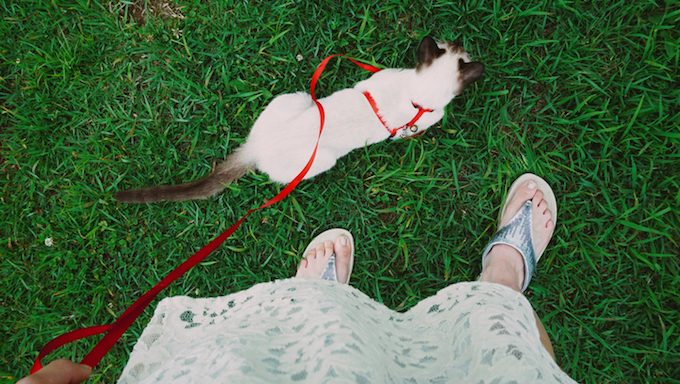 downward view of cat with red leash