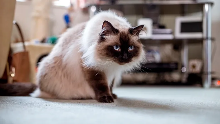 Himalayan house cat sitting on the living room floor looking ready to pounce