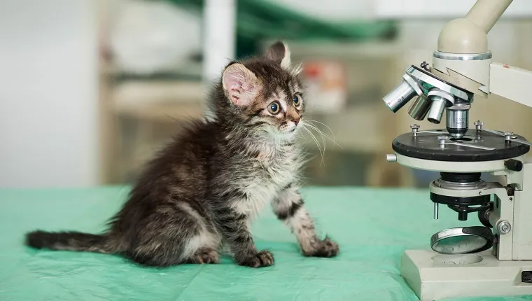 Kitten with microscope in animal hospital