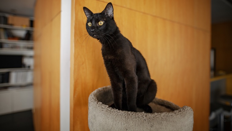 We see a black cat or Bombay cat on the image, he is happy at home, he is aware of something, something catches​ the attention of the little feline. The cat is attentive at something.