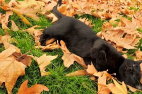 TEHRAN, Iran - A black cat playfully lays to rest on the grass where countless Autumn leaves have fallen as seasons change.