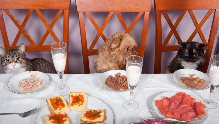 cats sit at table with dog