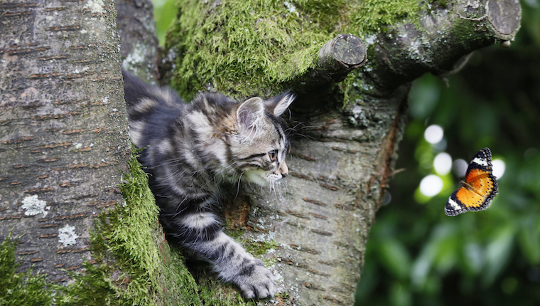 Cat in tree chasing butterfly