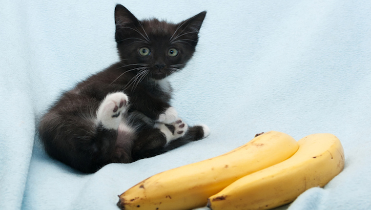 Kitten and bananas