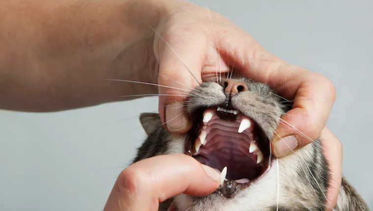 Cat having teeth examined