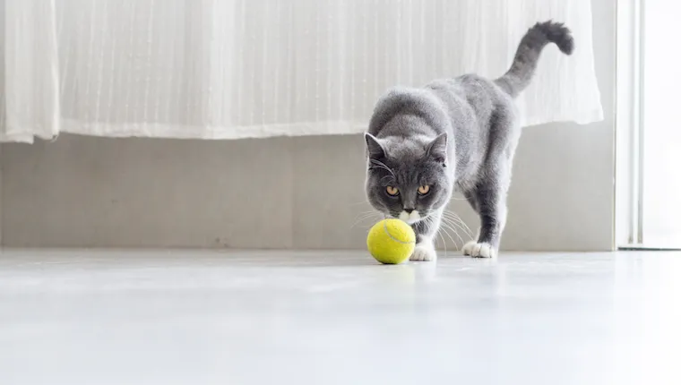 Cat and tennis ball