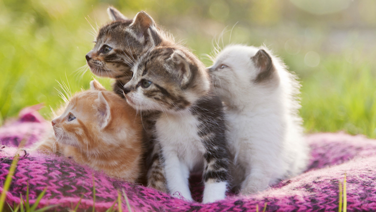 Kittens on blanket