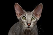 Close-up Portrait of Peterbald cat on black background.