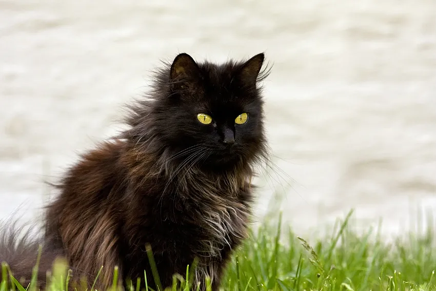 A chocolate colored Chantilly-Tiffany cat breed outdoors. 