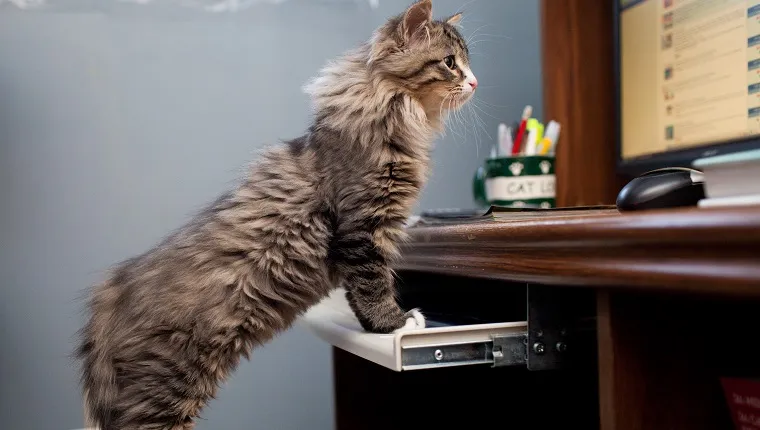 Maine coon kitten standing on a seat looking ahead at a computer monitor
