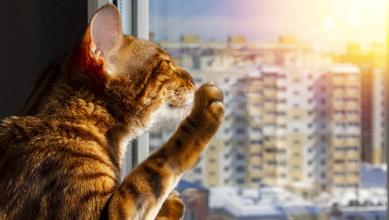 Cat sniffs the spring. Domestic Bengal purebred cat sits on the balcony in the rays of the sunset or dawn sun and warm.