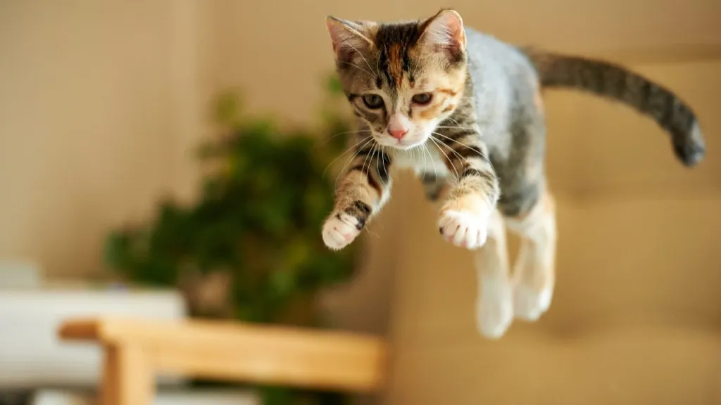 Tabby kitten pouncing in the air.