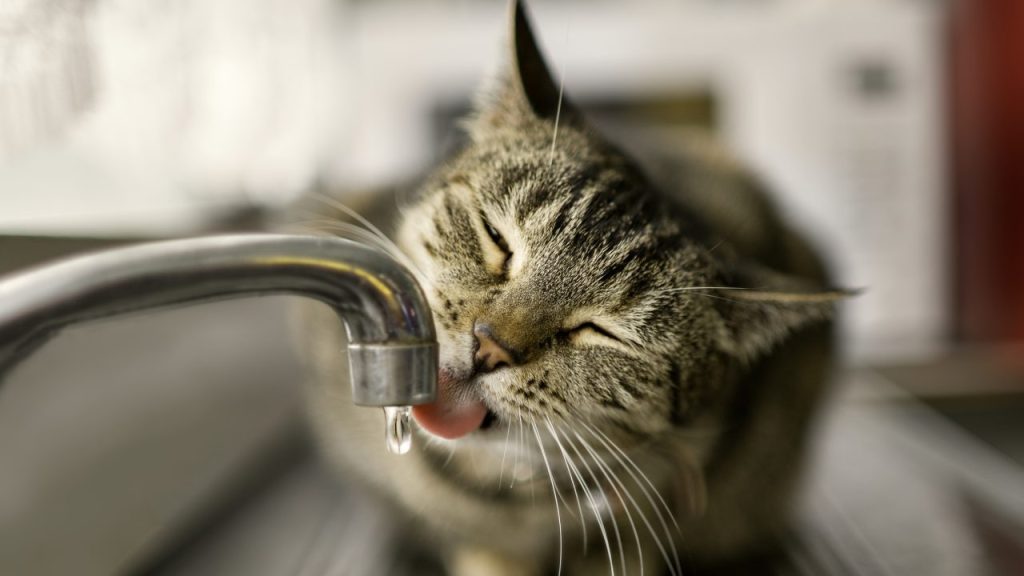 Tabby cat drinking from faucet in house.