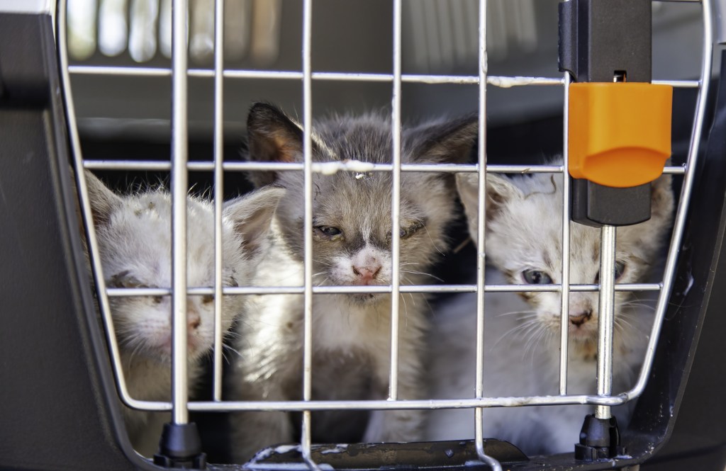 Sickly kittens rescued from a cat hoarder in a cat cage looking through the metal door.