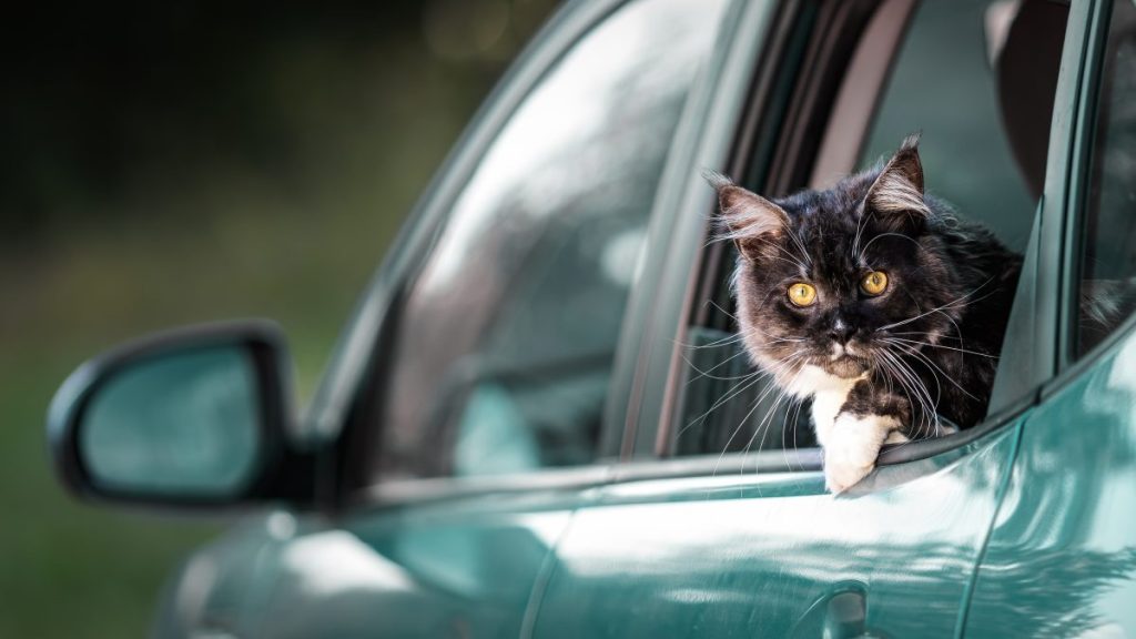 black cat sticking head out of car window