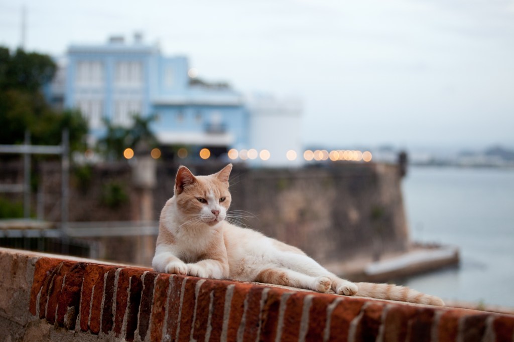 Ginger and white cat lying on a wall top at El Morro citadel, San Juan,  Puerto Rico.