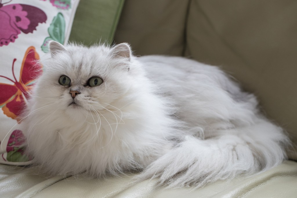 A white and grey Chantilly-Tiffany cat breed laying on a couch. 