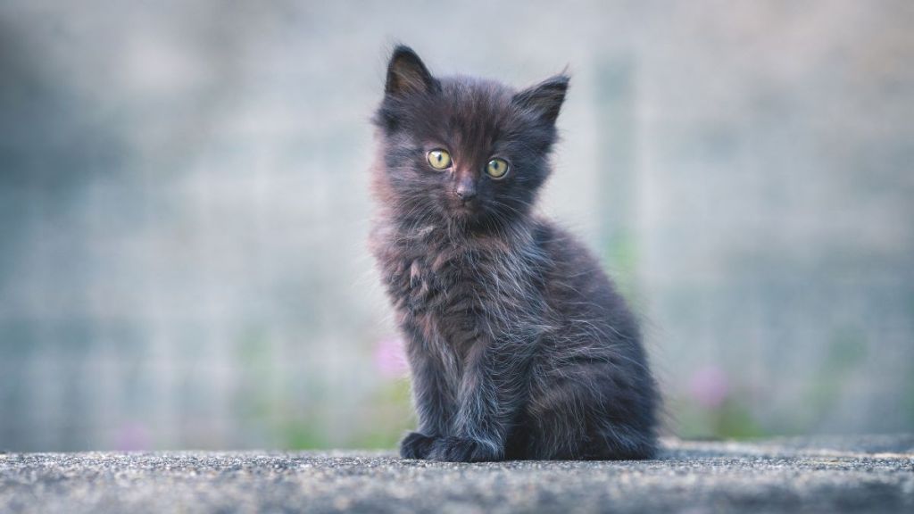 black kitten with big open eyes sitting on a road